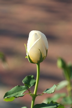 しっとりすべすべ白い肌