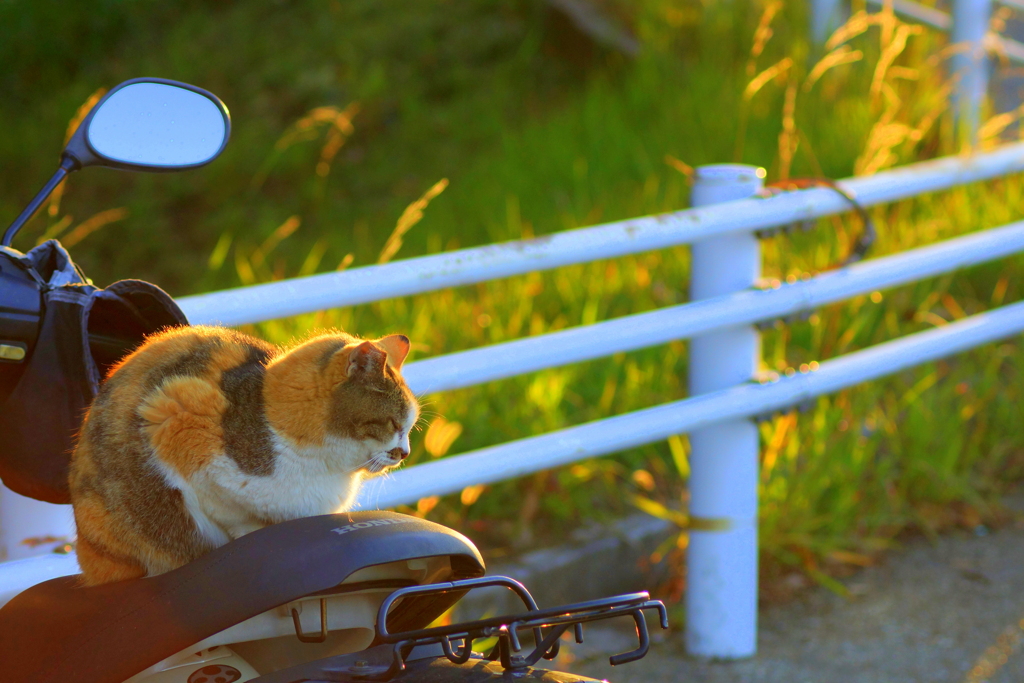 雷の呼吸壱ノ型