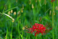 草華火