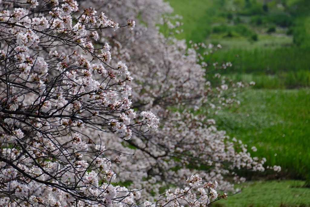 沿道は大勢の桜の拍手