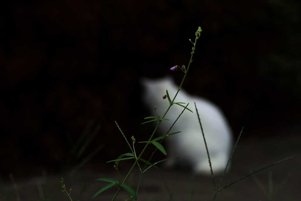 白影参上