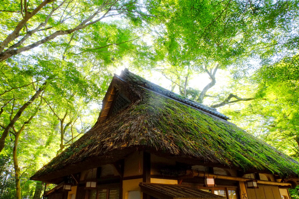光ふりそそぐ茶屋