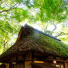 光ふりそそぐ茶屋