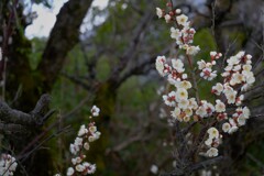 沿道からの応援