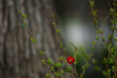 木瓜はボケるに限る