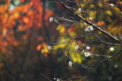 桜の枝にボケの花も咲く