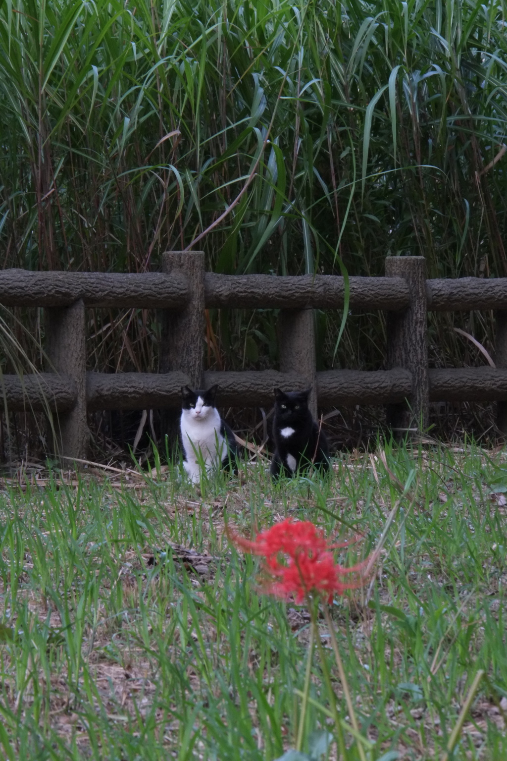 番猫ズ