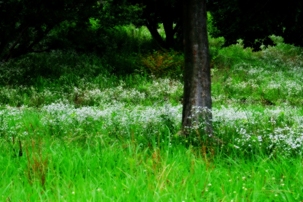 梅雨、草生い茂る頃