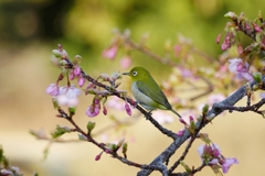 霜桜