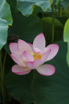 解き放たれて・・