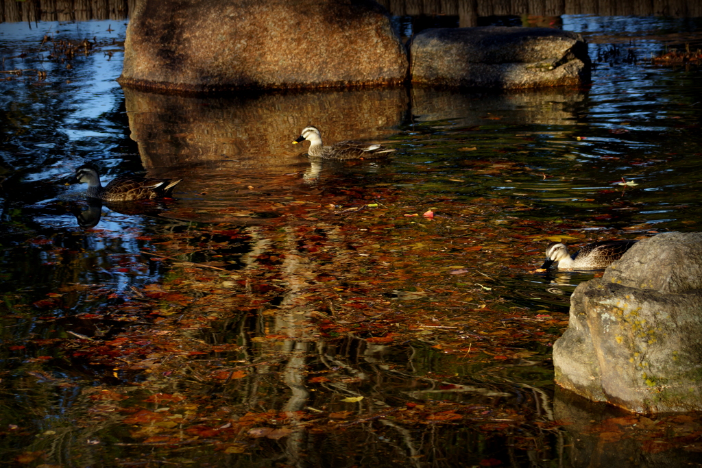 暁光さす紅葉の水面（みなも）に水鴨（みかも）