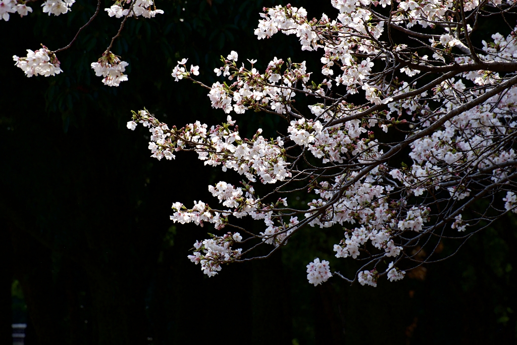 照桜