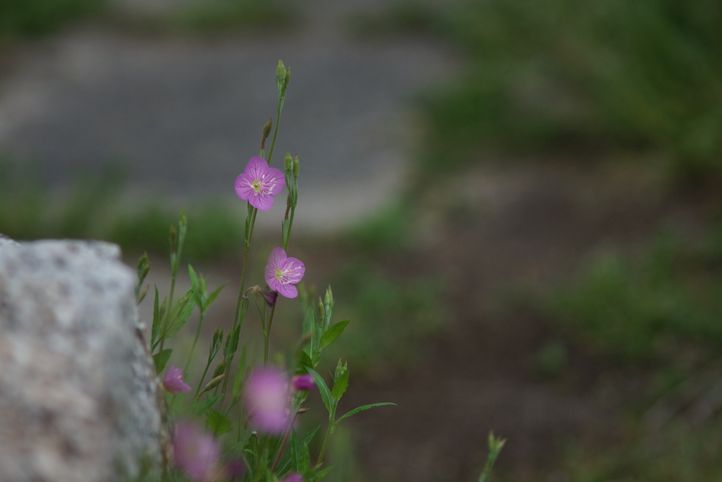 早朝から開花してます。