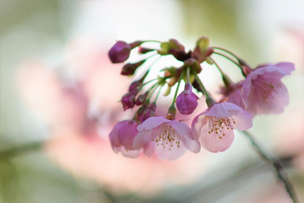 朝桜