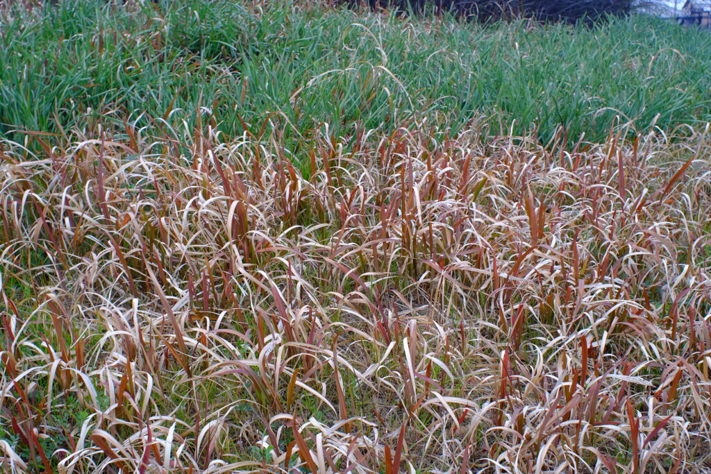 フィルムっぽい色。