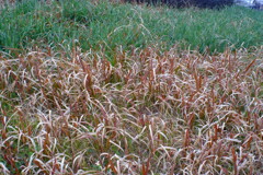 フィルムっぽい色。