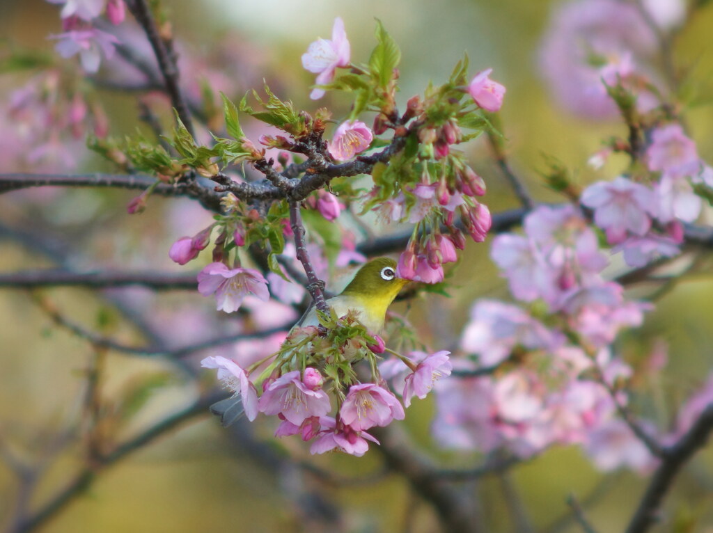 桜のゴンドラに隠れて・・