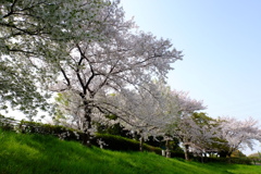 さくら白波