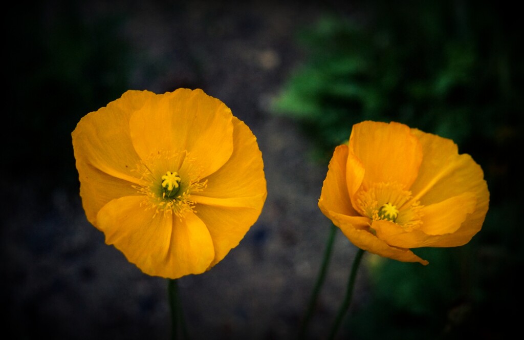 Duo