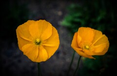 Duo
