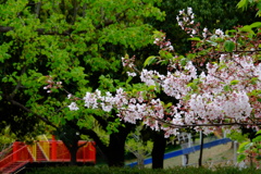 公園はすいた時間、場所を選ぶ
