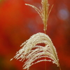 紅映