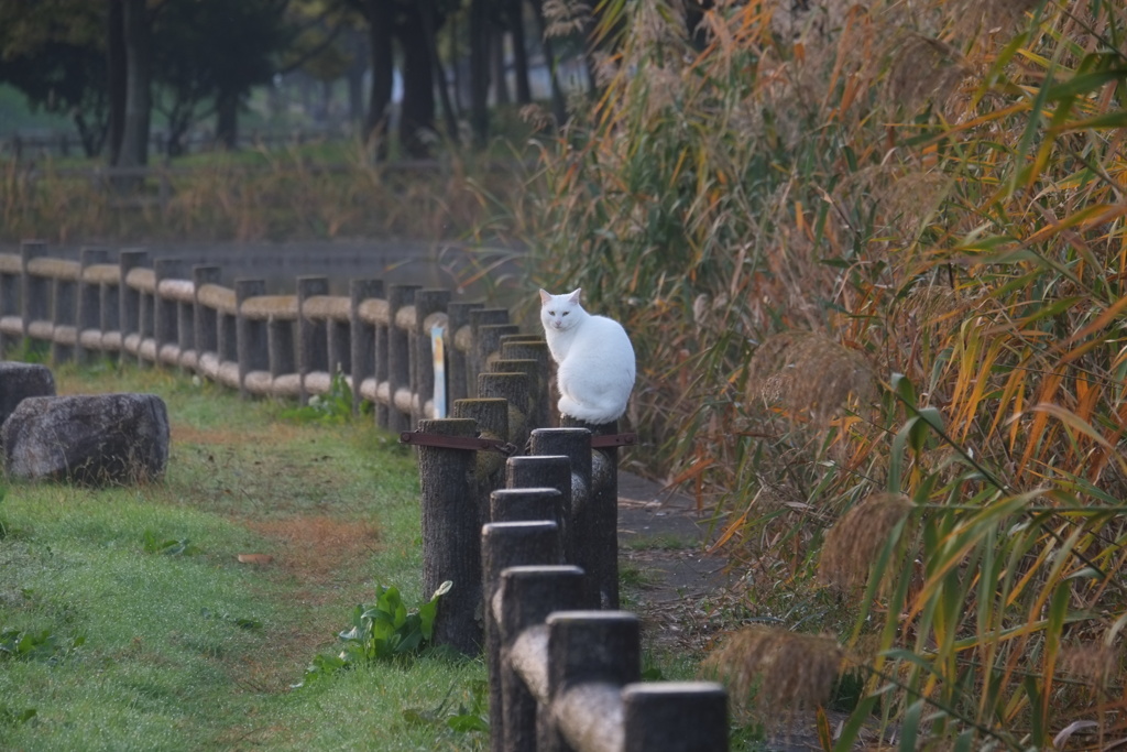 猫ロード