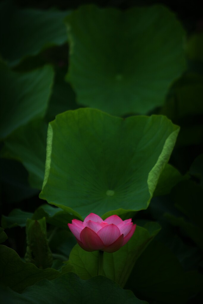 受け皿