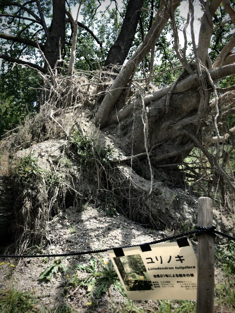常ならむ