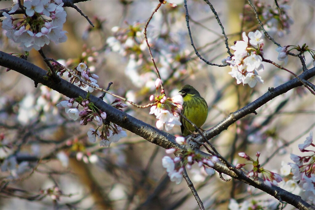 さえずり