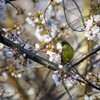 さえずり