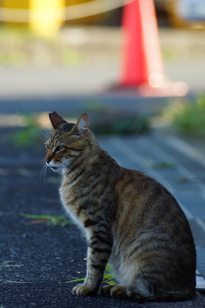 背筋の良い猫背