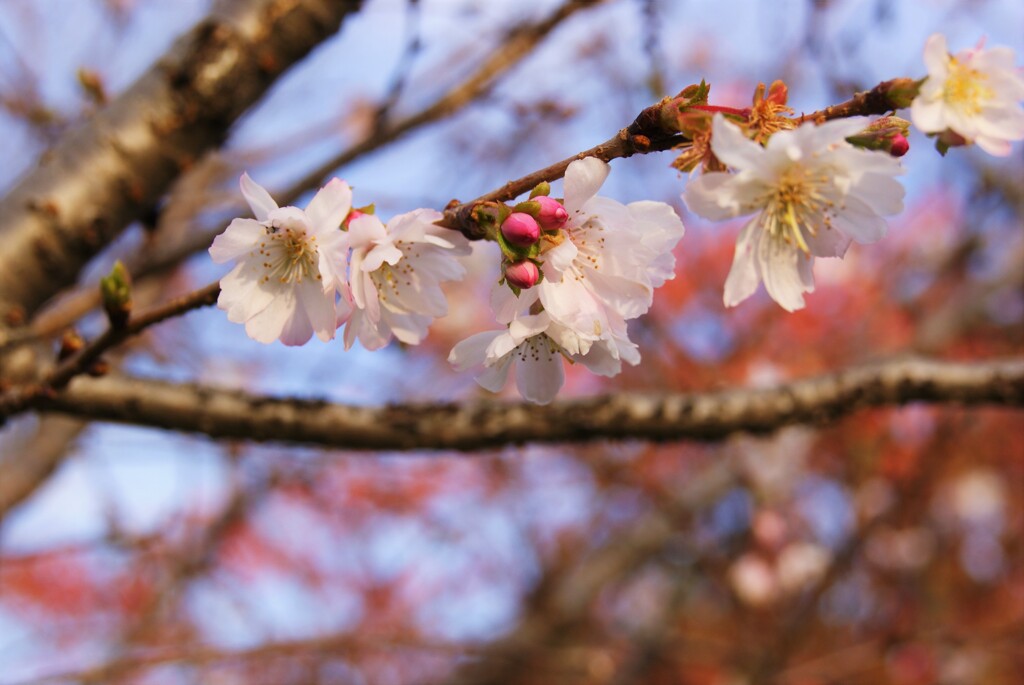 葉は色づき、花も咲く