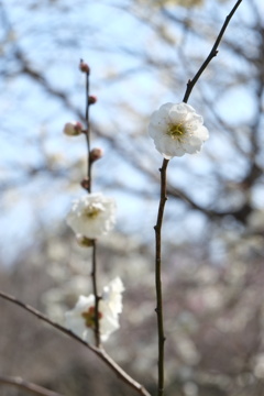 生け花 的