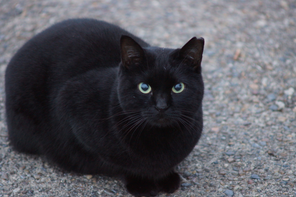 まんまるおめめのこ