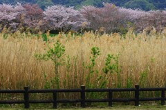 季節移り混じる頃