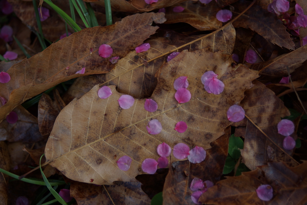 花びらの滴