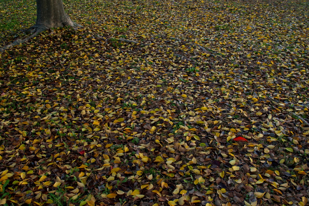 紅を探せ