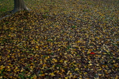 紅を探せ