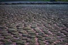鱗桜