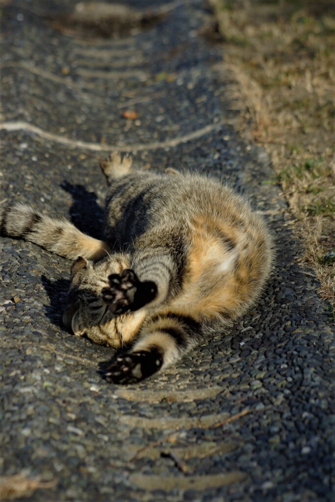 ネコのび