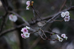 ひかえめな薄花