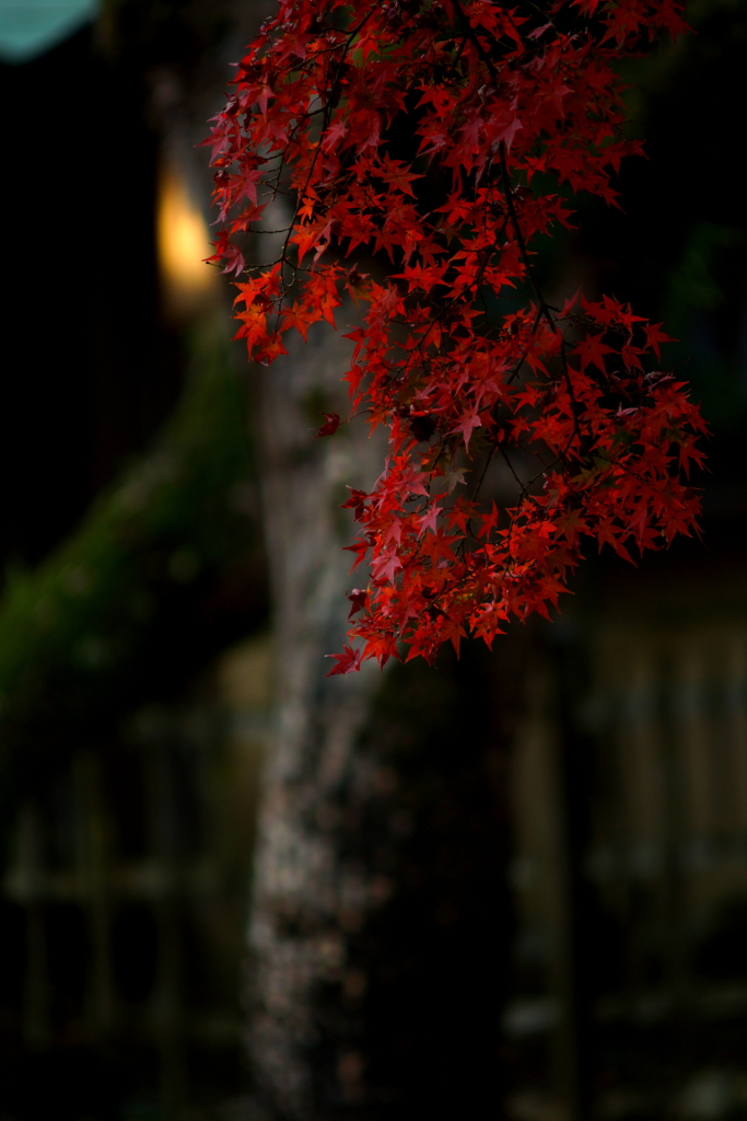 紅簾