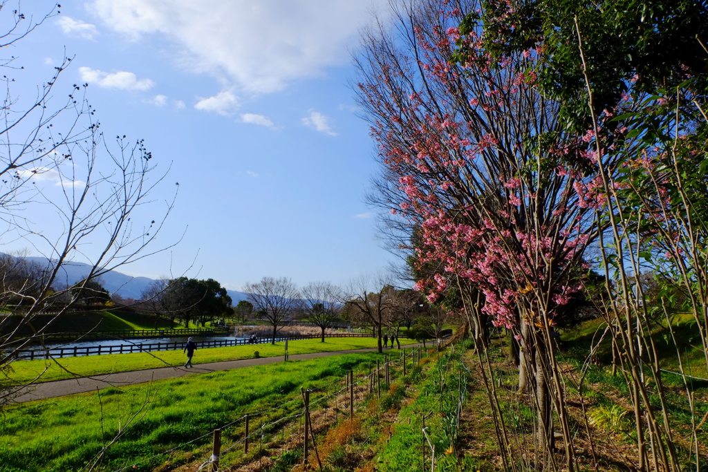 公園の散歩ぐらいしか・・
