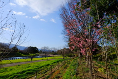 公園の散歩ぐらいしか・・