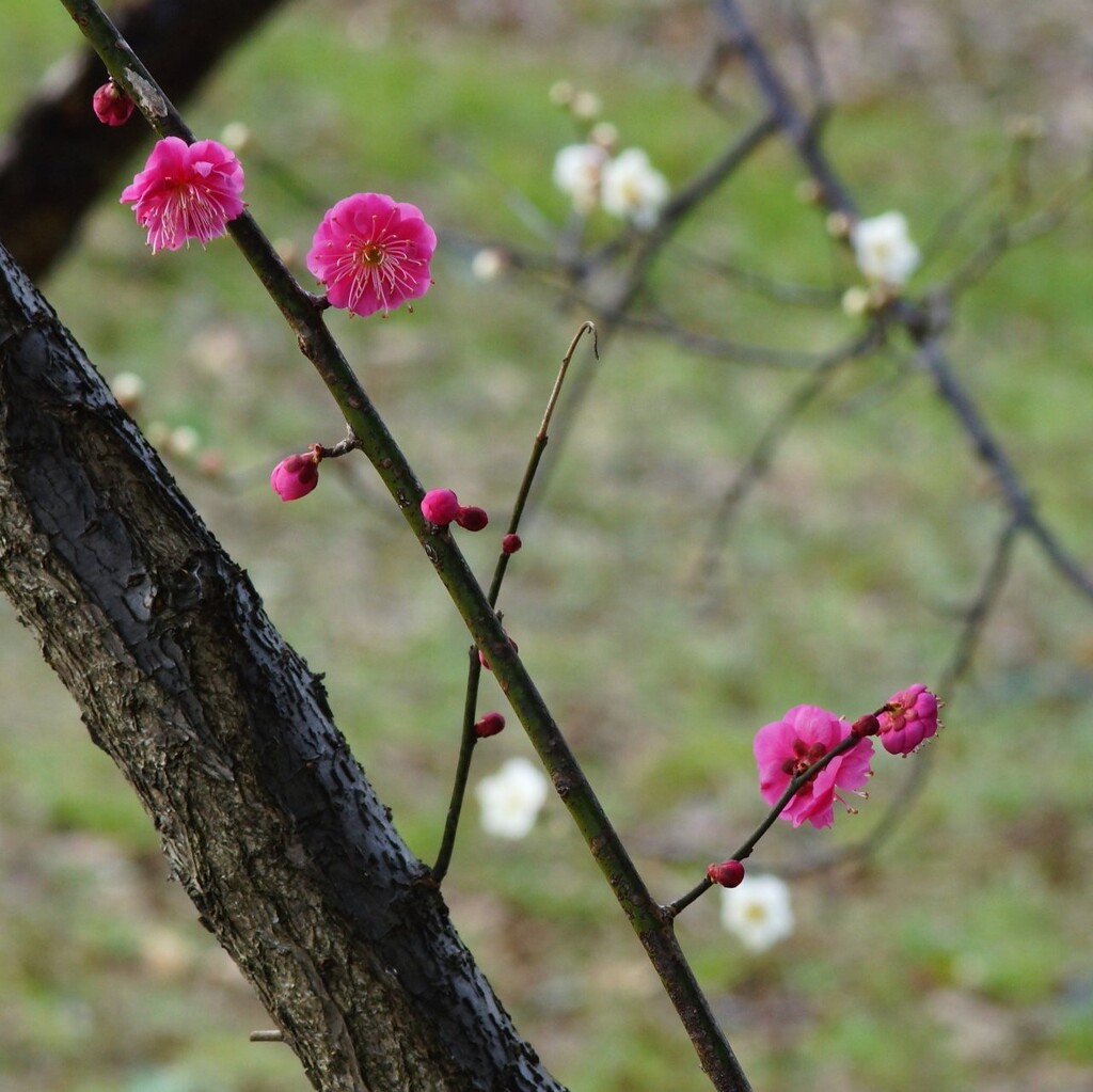 紅白梅、密にならず