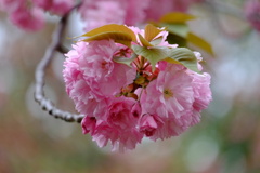 桜の実？