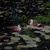 私たちの池