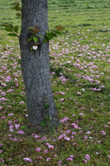 生き残る