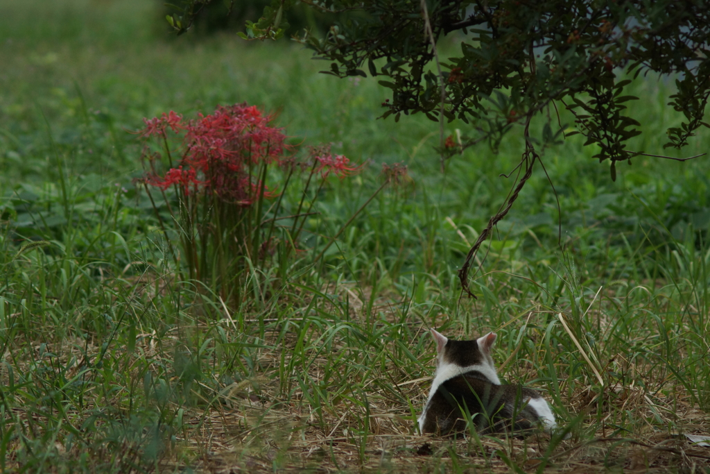 黒白猫、赤華を鑑賞する